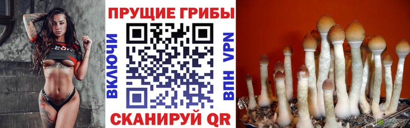 купить наркотик  Сибай  гидра tor  Галлюциногенные грибы MAGIC MUSHROOMS 
